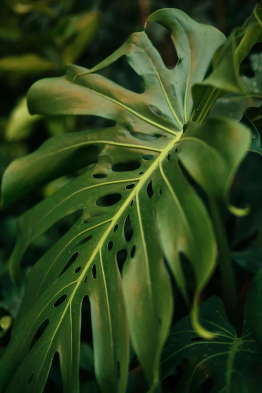 green plants in the jungle with dark lighting