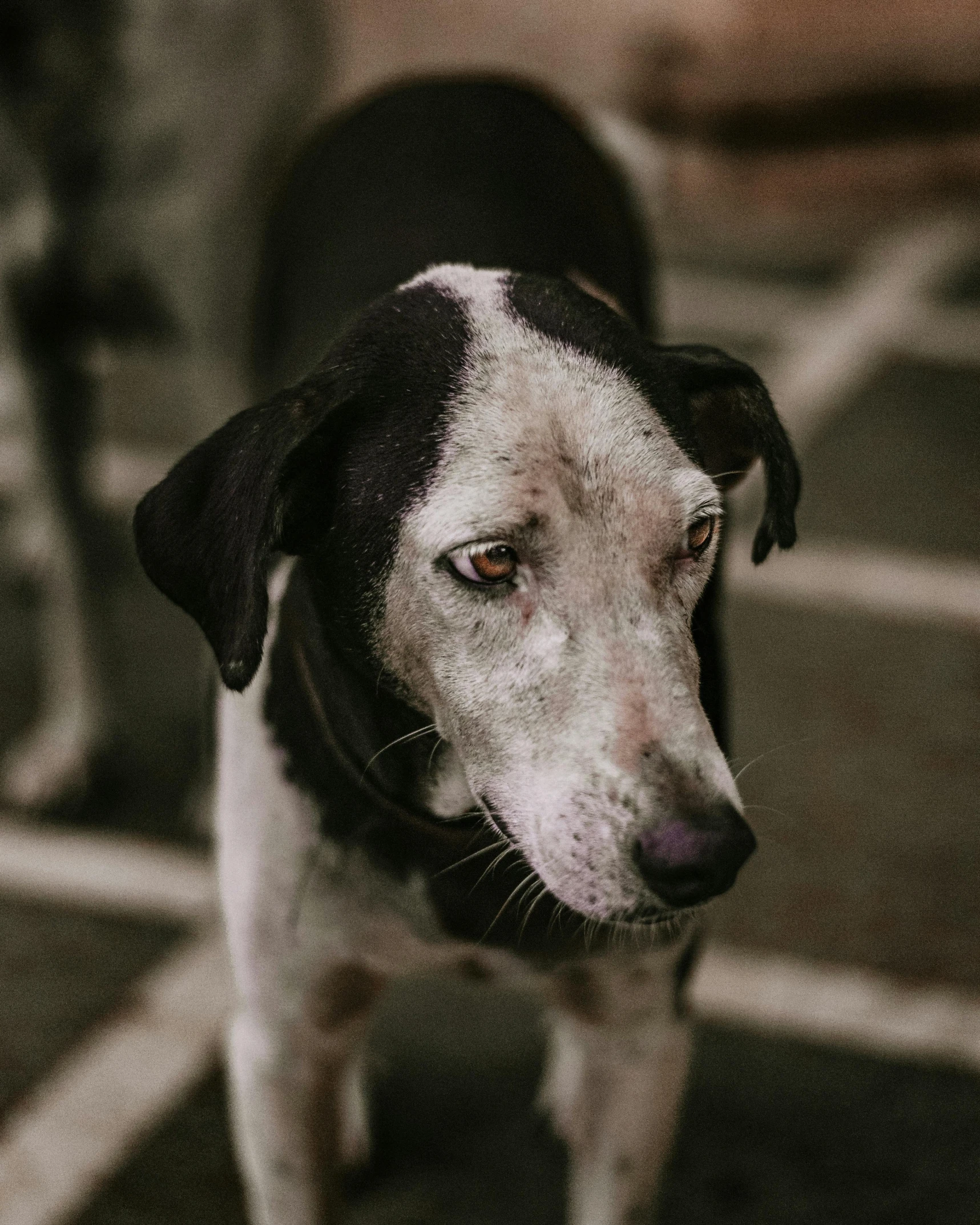 a white and black dog on a black and grey background