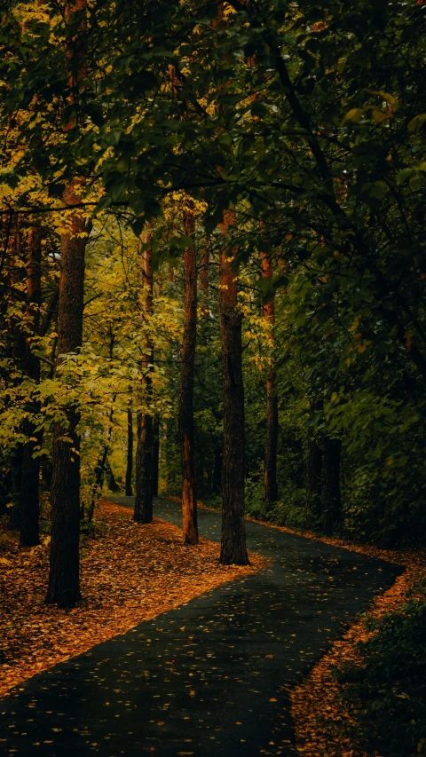 the view of a forest path, with fall colored leaves in the foreground