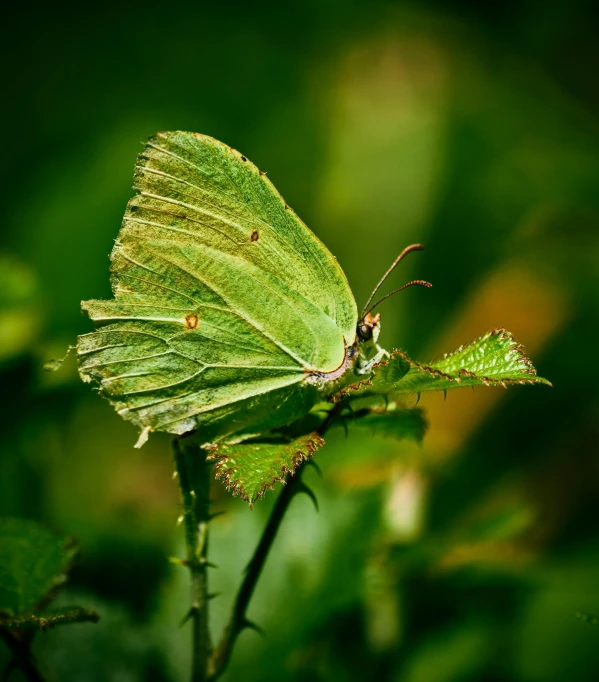 a close up of a small green moth perched on a leaf
