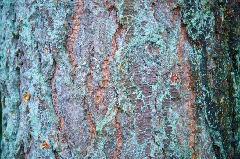 a tree that is colored green with moss