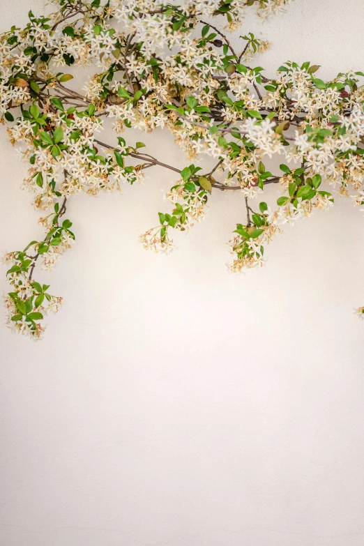 white flowers are hanging on a nch on a wall