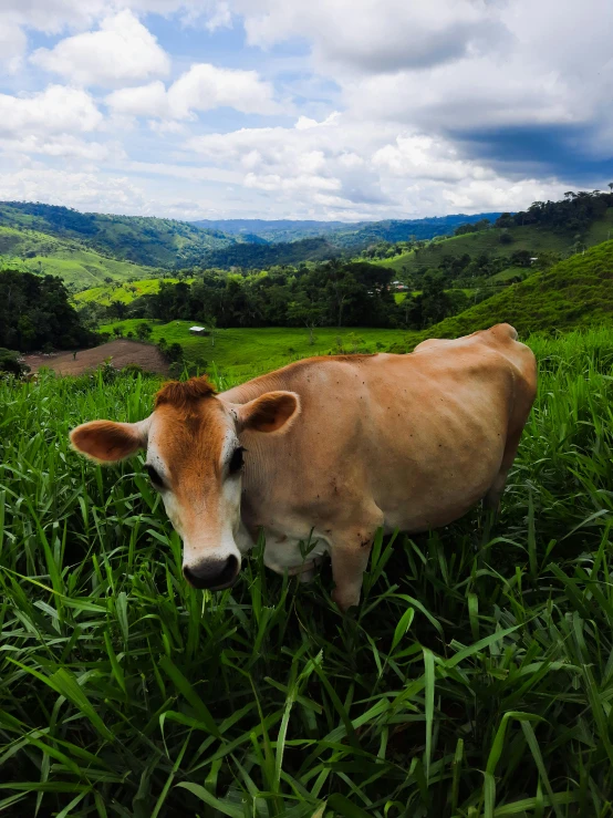 the cow looks at the camera in a field of grass