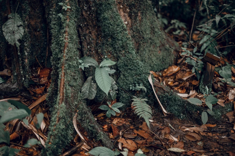 closeup of mossy tree with many plants