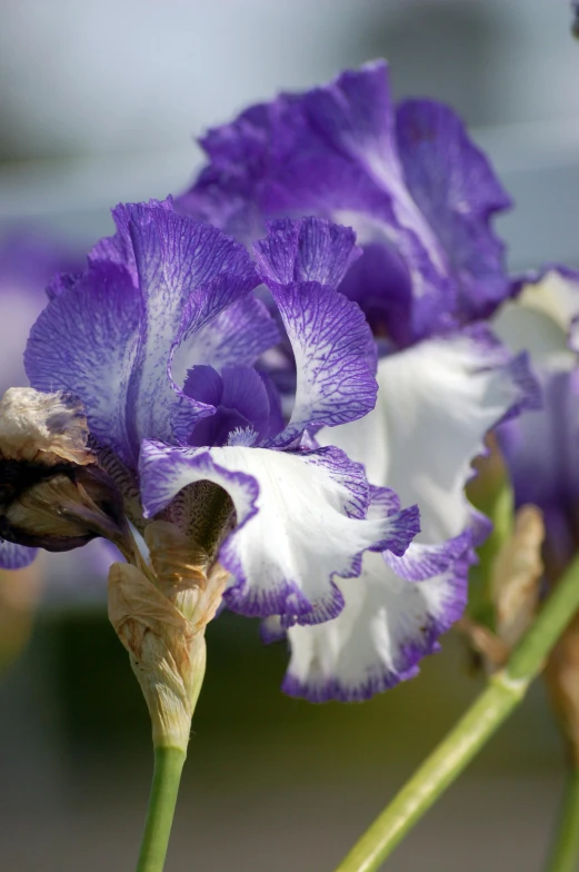 closeup of flowers with a blue background