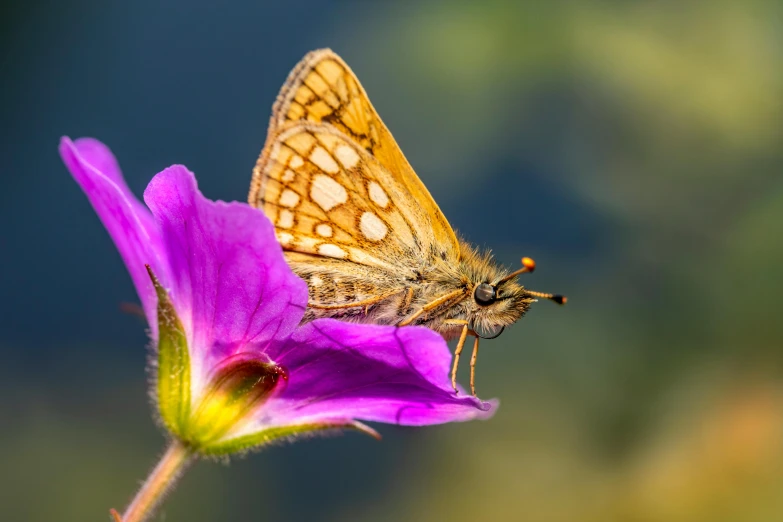 a beautiful erfly resting on a flower