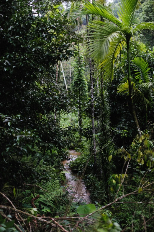 a stream in the middle of a lush green jungle