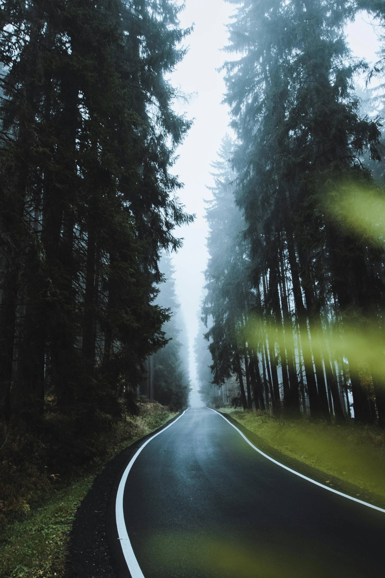 a winding road lined with trees near a forest