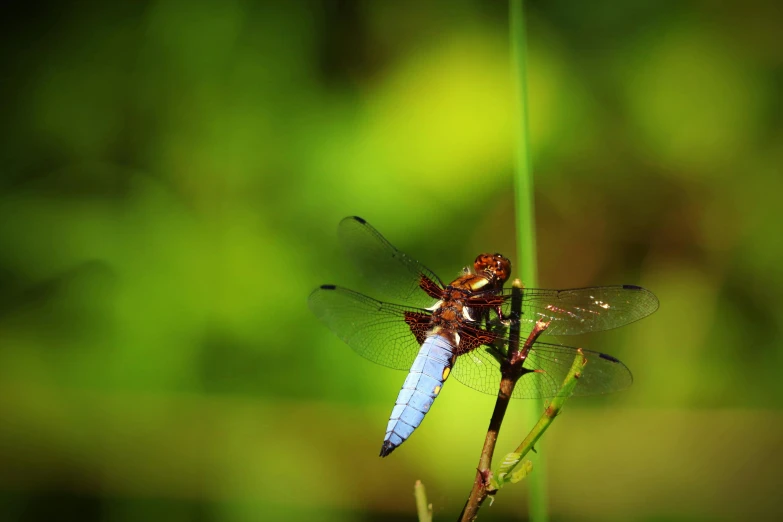 two dragonflys sitting on top of a plant