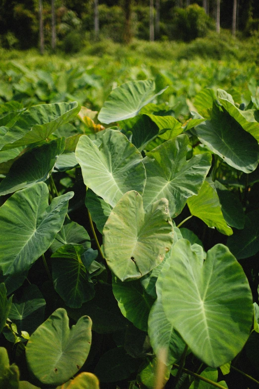 large leaves in a green field on the side of a road