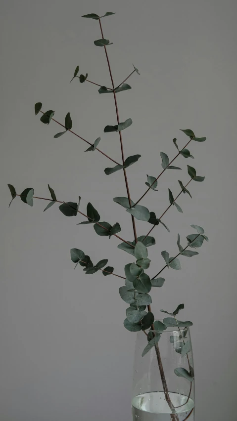 a stem of leaves in a vase of water