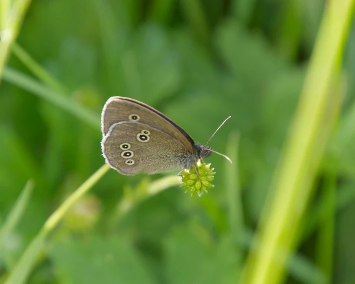 a blue erfly on top of a leaf