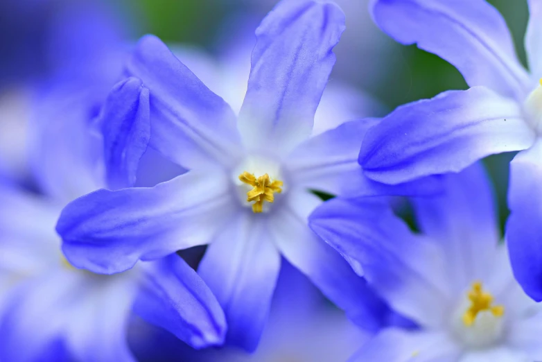 closeup of flowers that look like they are blooming