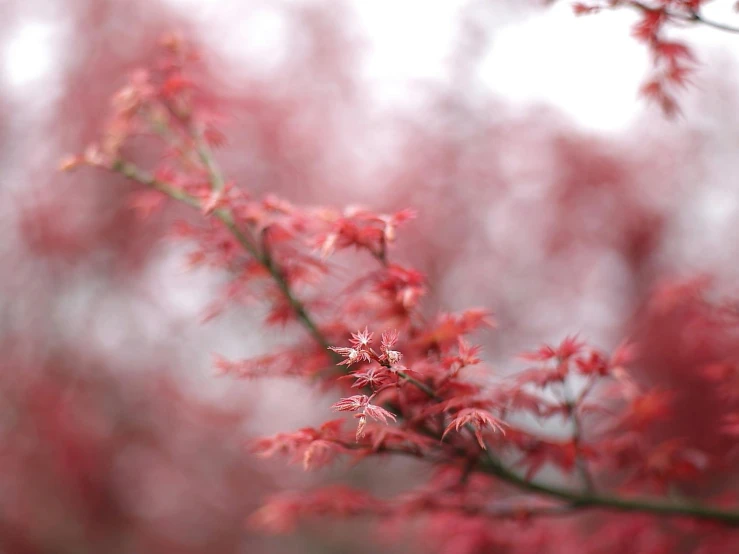 a blurry po of red leaves on a tree