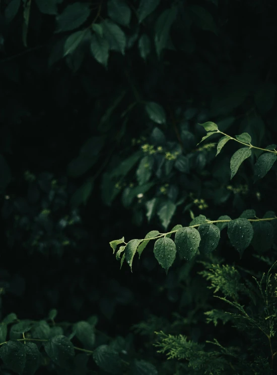 some green leaves are in the dark near a bush