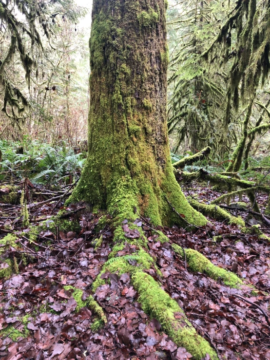 a mossy tree with two different types of trees