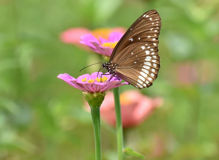 a erfly resting on a flower in the garden