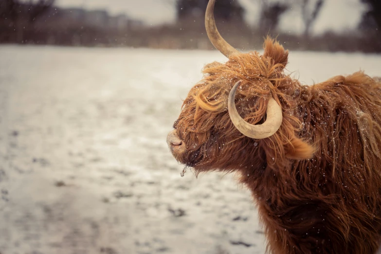 an animal with large horns walking in the snow