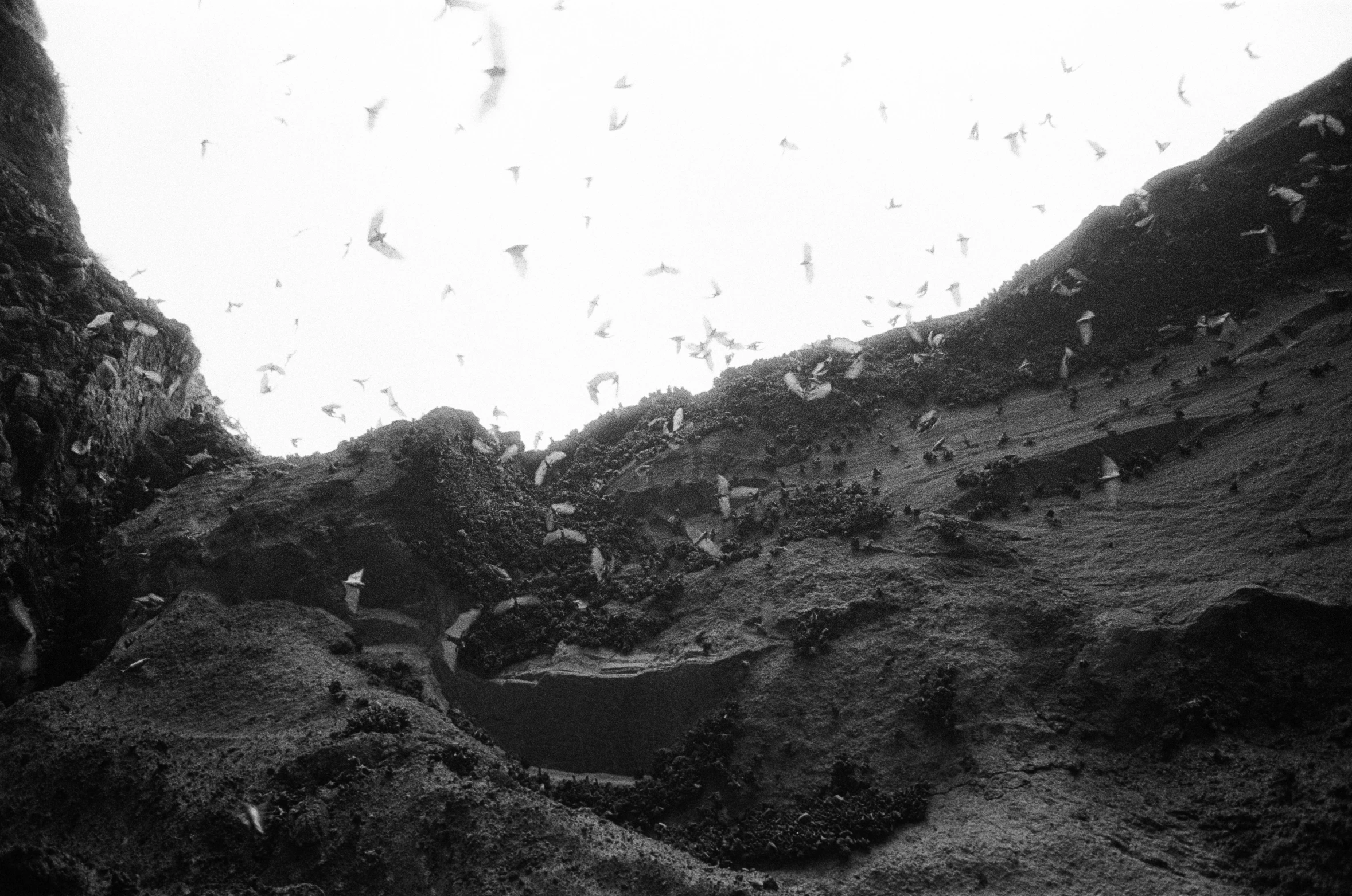 a huge group of birds flying over a rocky area