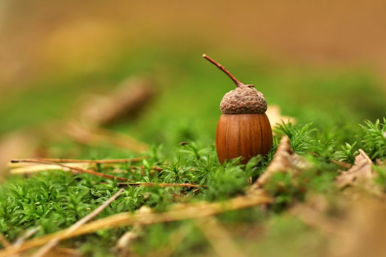 an acorn on the ground with green vegetation