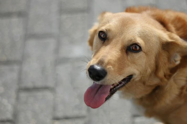 this is an image of a happy dog with its tongue hanging out