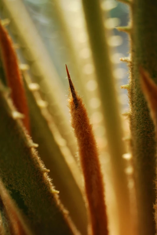 the end of a cactus plant with long, brown, pointed needles