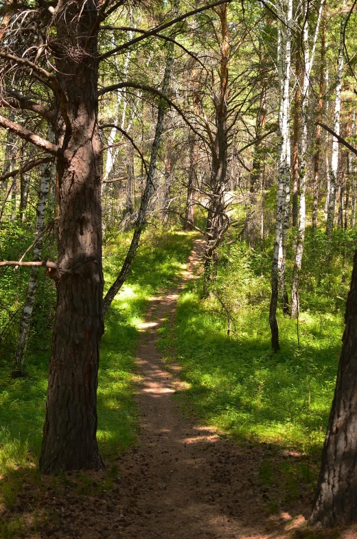 this is an image of a wooded area with a sign saying, what does the grass mean?