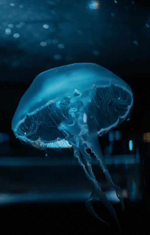 jellyfish at a aquarium on a dark background