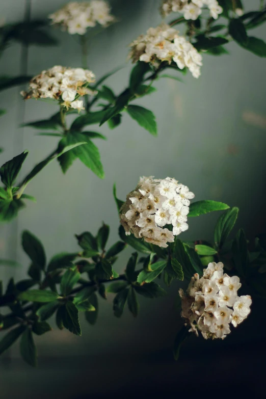 white flowers are blooming in a garden