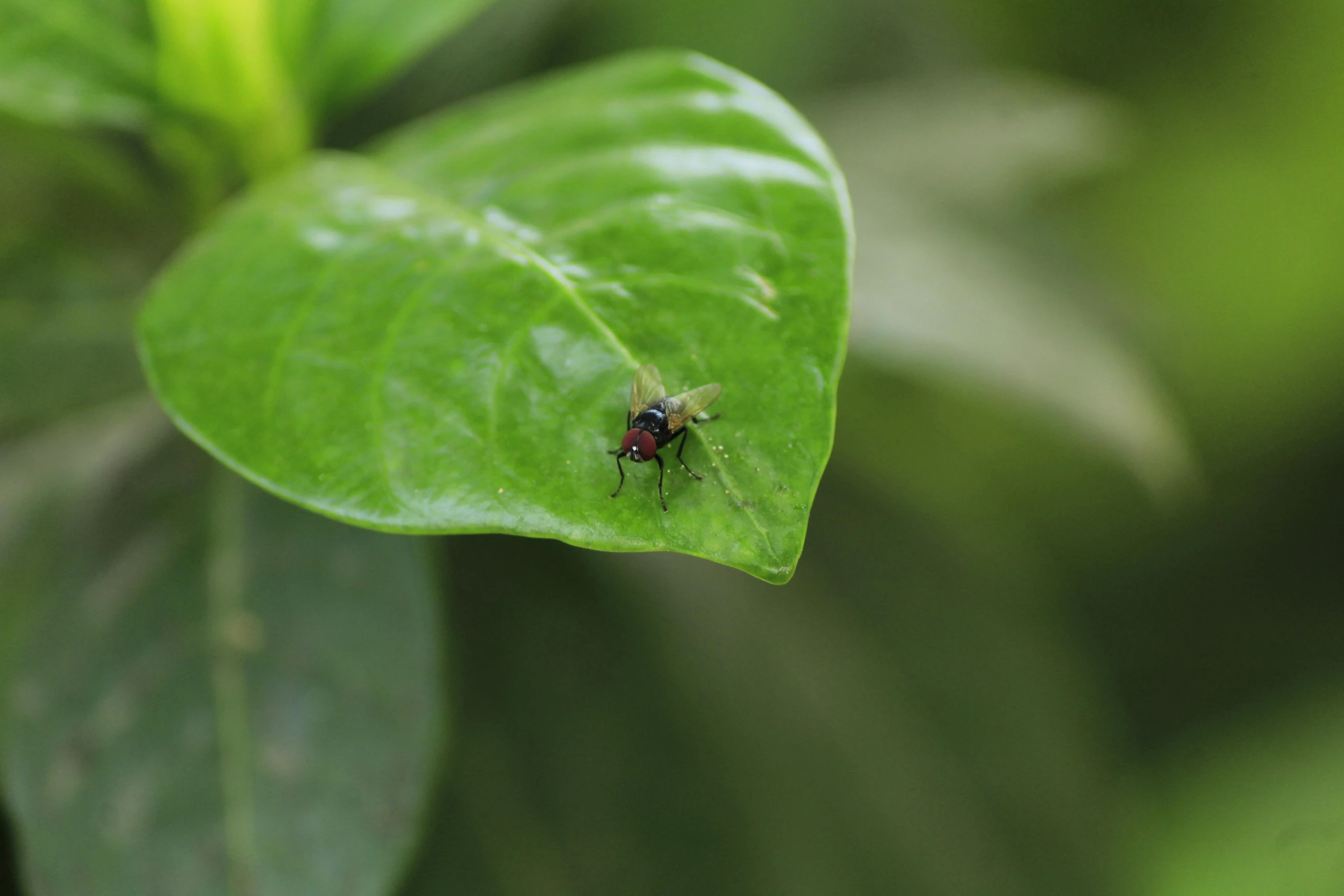 a bug on a green leaf is close up