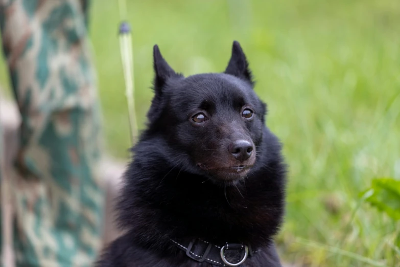 a black dog looking up while its owner walks in the background