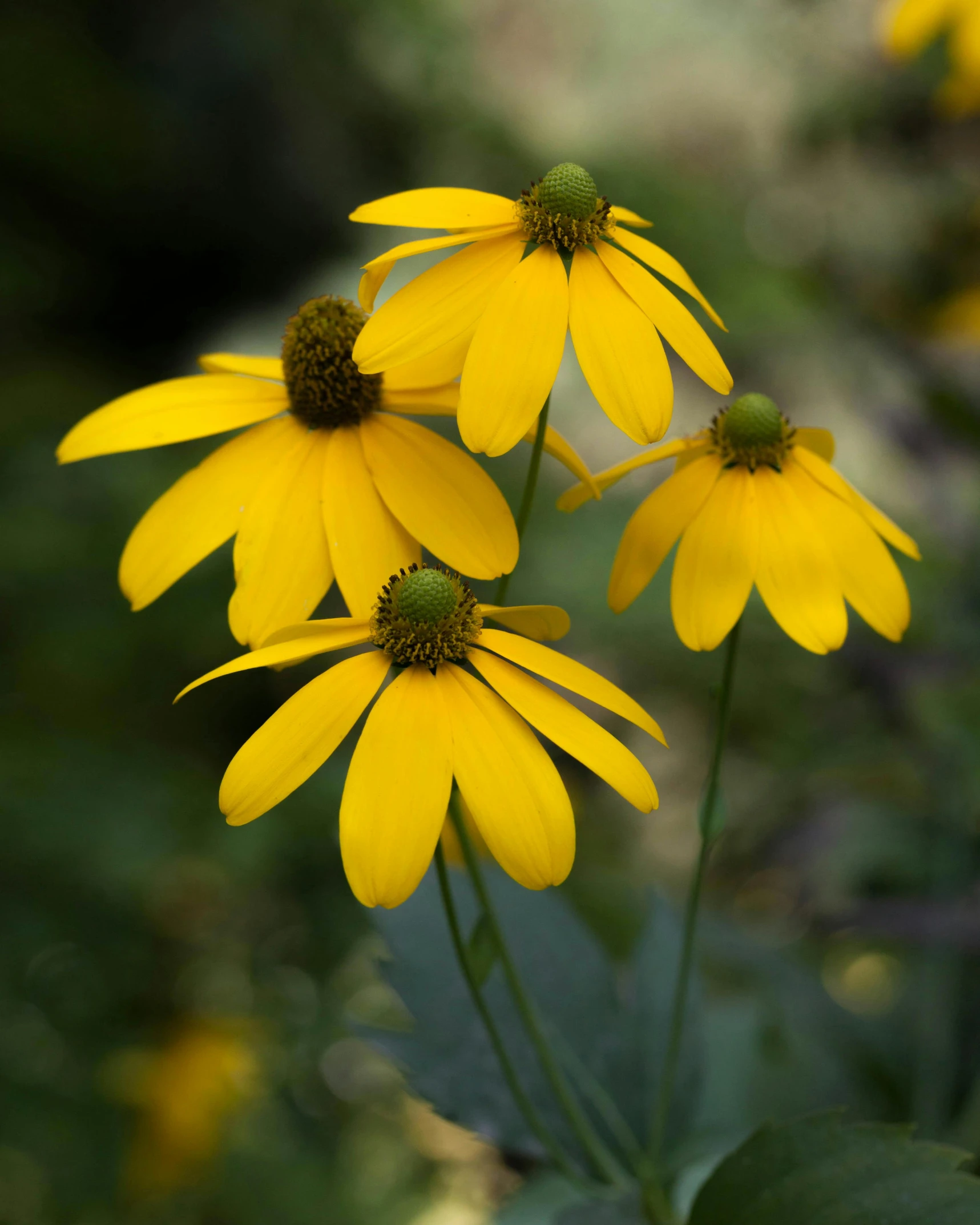 some yellow daisies are out in the grass