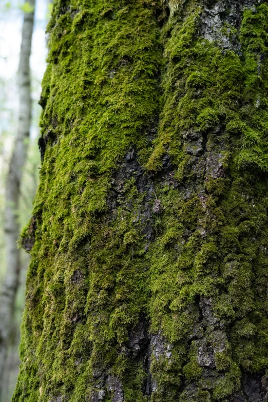 the trunk of an older, thick mossy tree is covered with green
