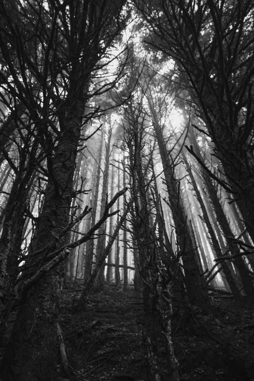 sun shining through some very tall trees in a forest