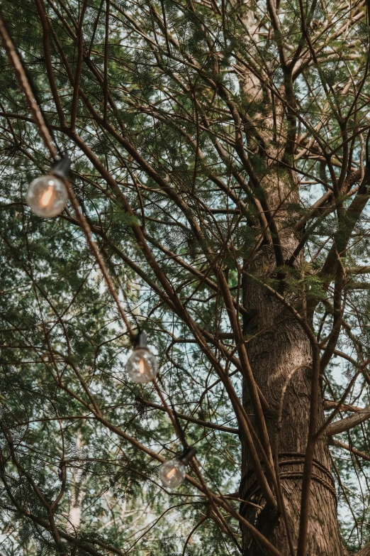 the lights in the tree look to be glowing