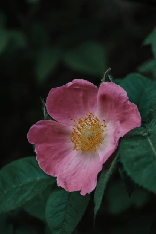 a pink flower with green leaves and dark background