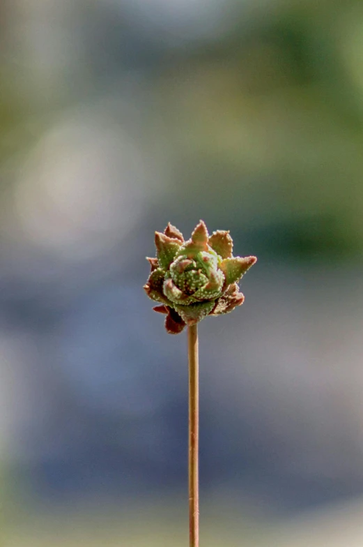 a single flower with green stem in the center