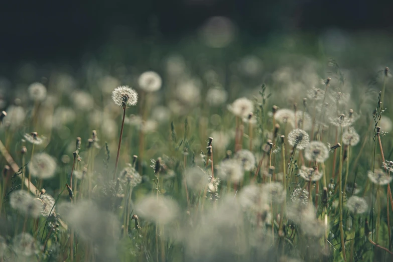 close up po of several wildflowers in the grass