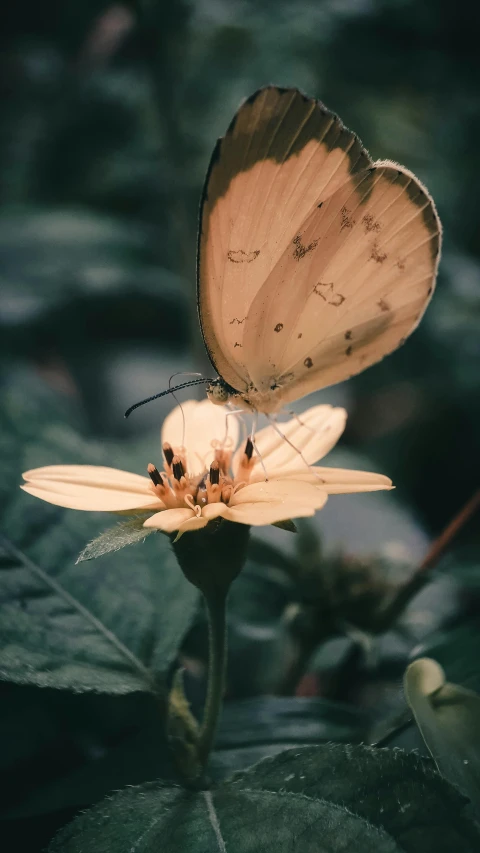 two erflies are sitting on some flowers