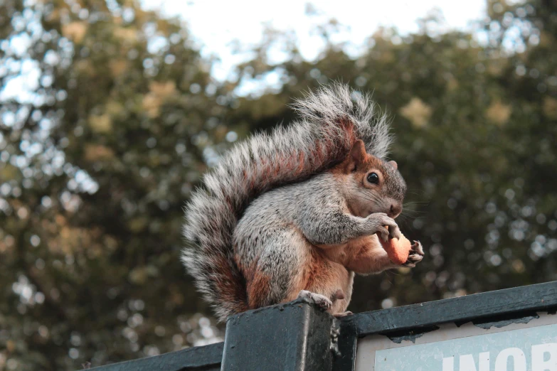 squirrel eating food on top of a wooden object