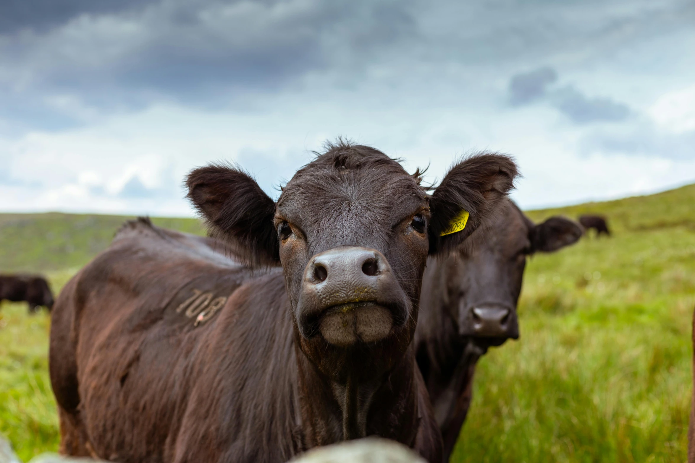 several brown cows standing together in a grassy field