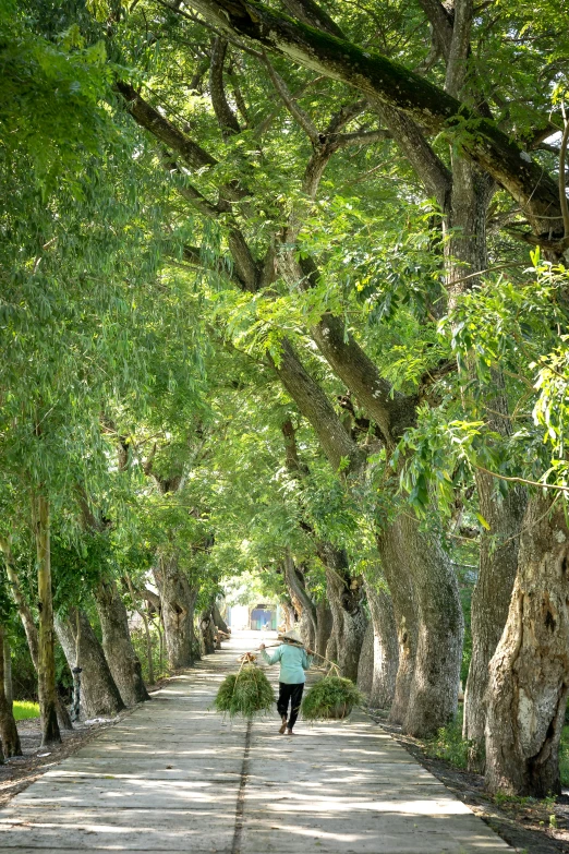 man walking down an empty road covered in trees