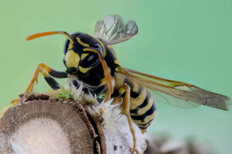 a large yellow and black bee sits on top of a tree