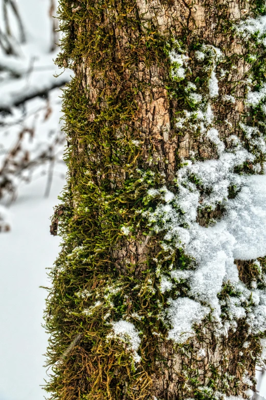 a black bear standing next to a snowy tree