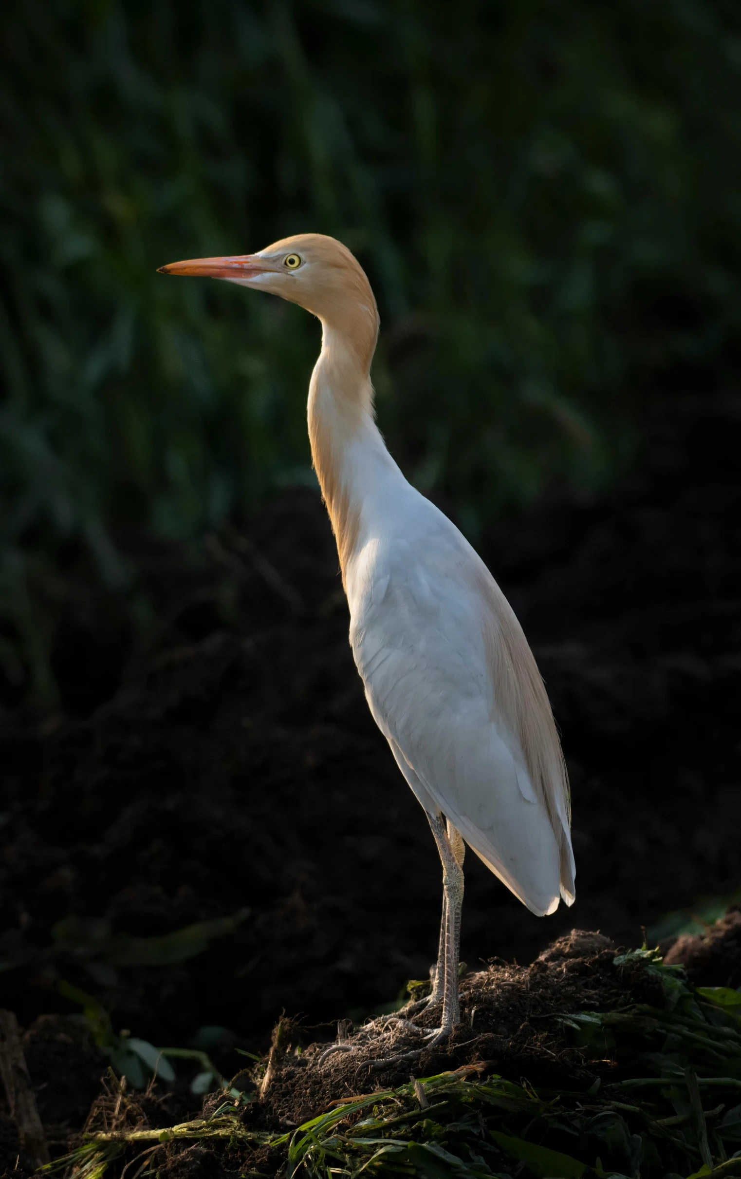 a white bird standing on top of a dry grass field