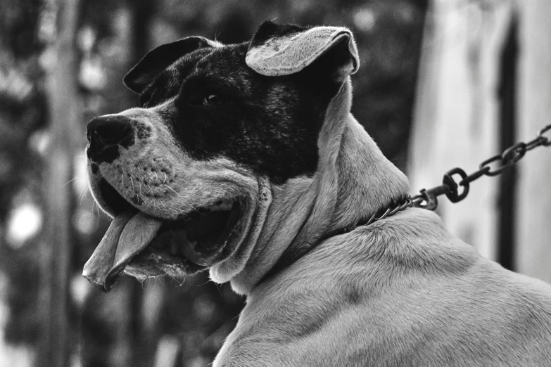 black and white pograph of dog wearing chain around neck