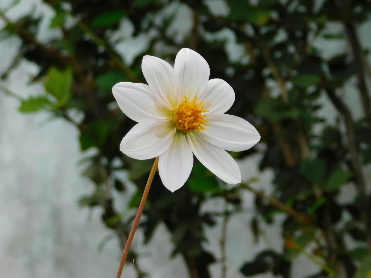 white flower with yellow center in front of trees