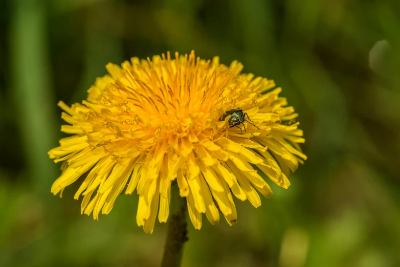 a yellow flower with a bee in it