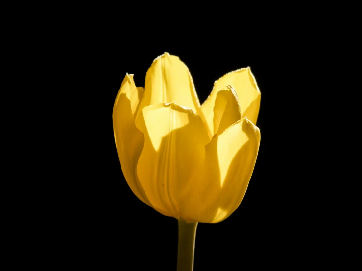 the top of a yellow tulip with its petals open