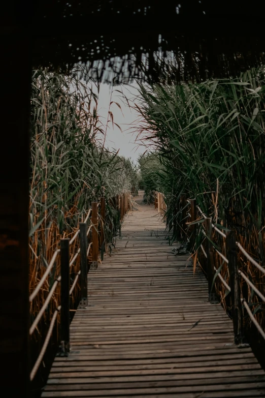 a wooden walkway through a bamboo forest